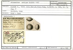 Karteikarte zum Holotyp von Biloculina antiqua Karrer, 1867
